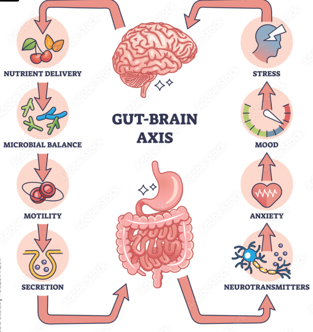 The effects of stress and anxiety on the gut